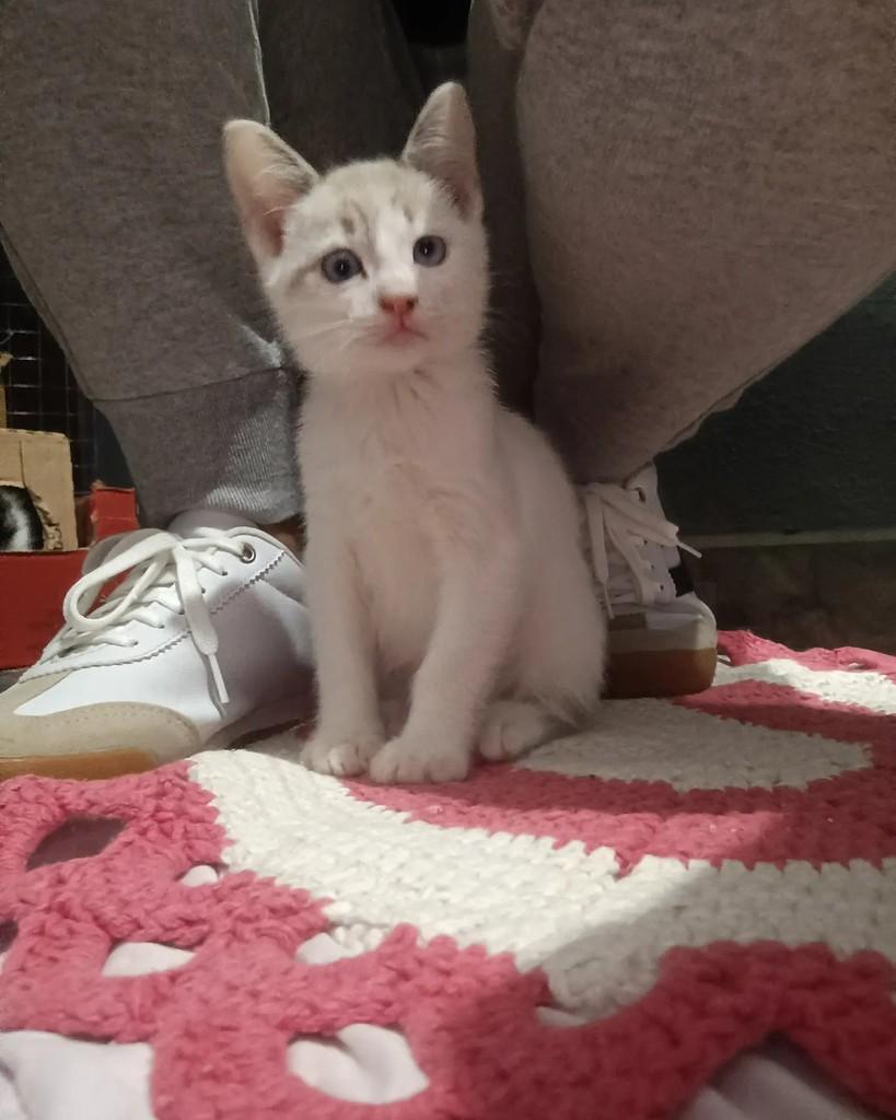 Pheneas, gato de porte pequeno para adoção em Guaramirim - SC — foto 2 de 3