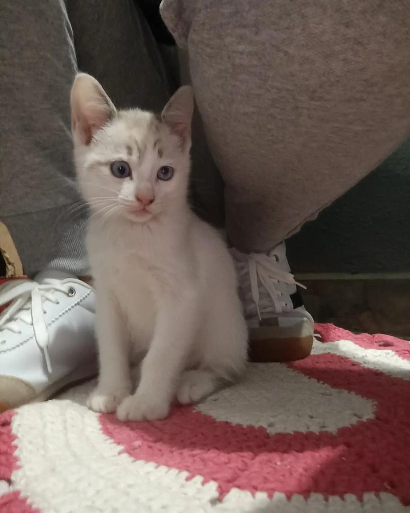 Pheneas, gato de porte pequeno para adoção em Guaramirim - SC — foto 3 de 3