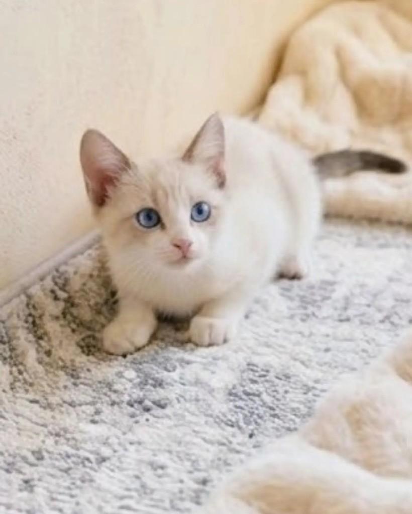 Ferb, gato de porte pequeno para adoção em Guaramirim - SC