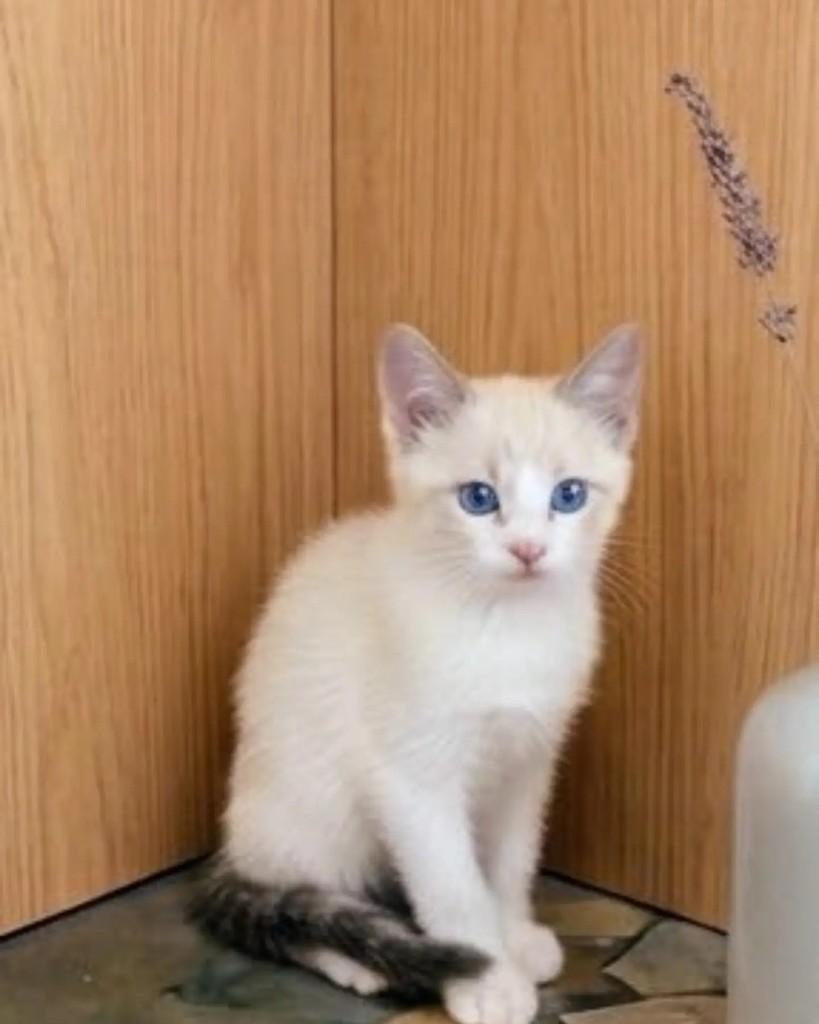 Ferb, gato de porte pequeno para adoção em Guaramirim - SC — foto 2 de 5