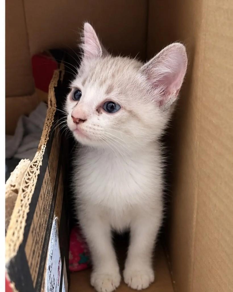 Ferb, gato de porte pequeno para adoção em Guaramirim - SC — foto 3 de 5