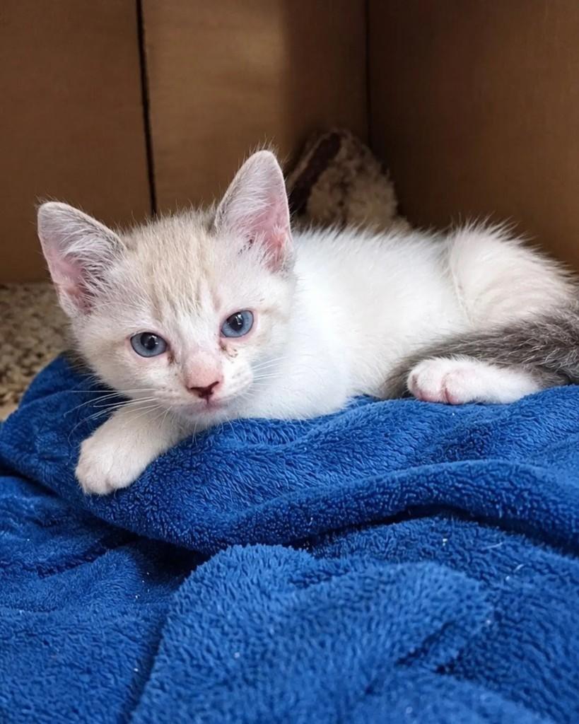 Ferb, gato de porte pequeno para adoção em Guaramirim - SC — foto 4 de 5