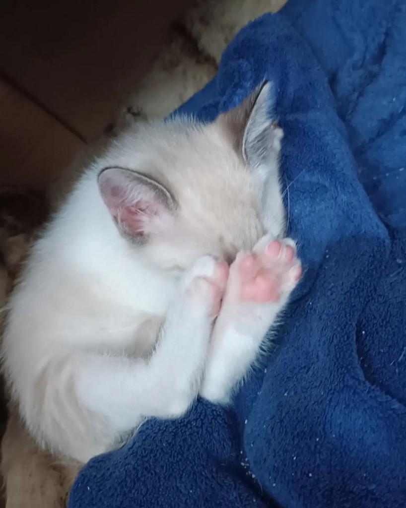 Ferb, gato de porte pequeno para adoção em Guaramirim - SC — foto 5 de 5