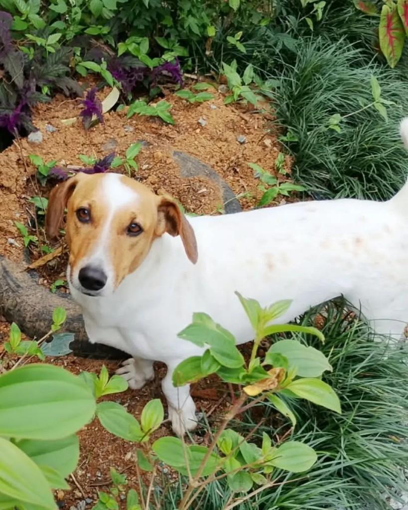 Nami, cadela de porte pequeno para adoção em Guaramirim - SC