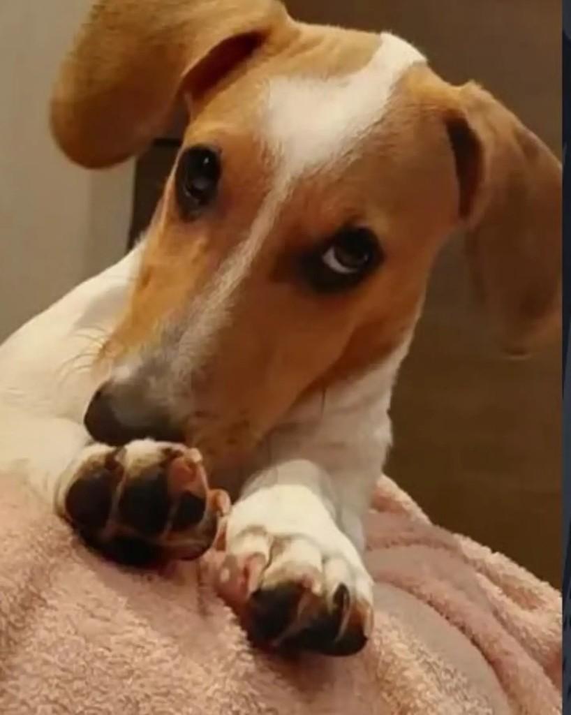 Nami, cadela de porte pequeno para adoção em Guaramirim - SC — foto 2 de 6
