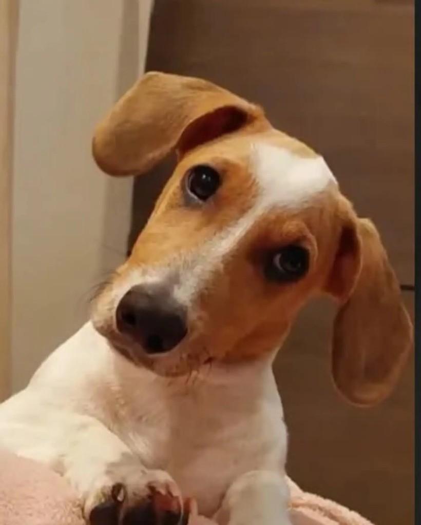 Nami, cadela de porte pequeno para adoção em Guaramirim - SC — foto 3 de 6