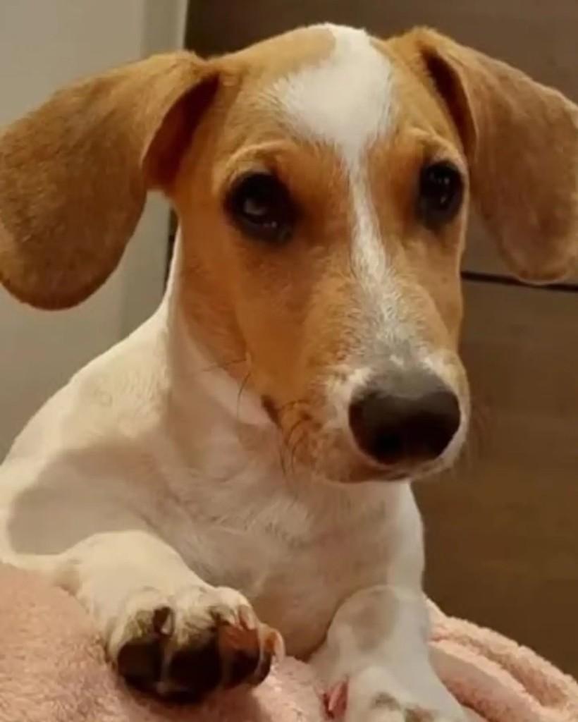 Nami, cadela de porte pequeno para adoção em Guaramirim - SC — foto 4 de 6