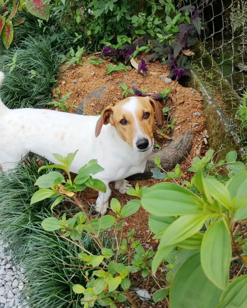 Nami, cadela de porte pequeno para adoção em Guaramirim - SC — foto 5 de 6