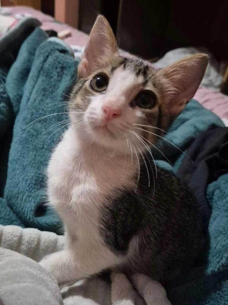 Menininho, gato de porte pequeno para adoção em Ribeirão Preto - SP