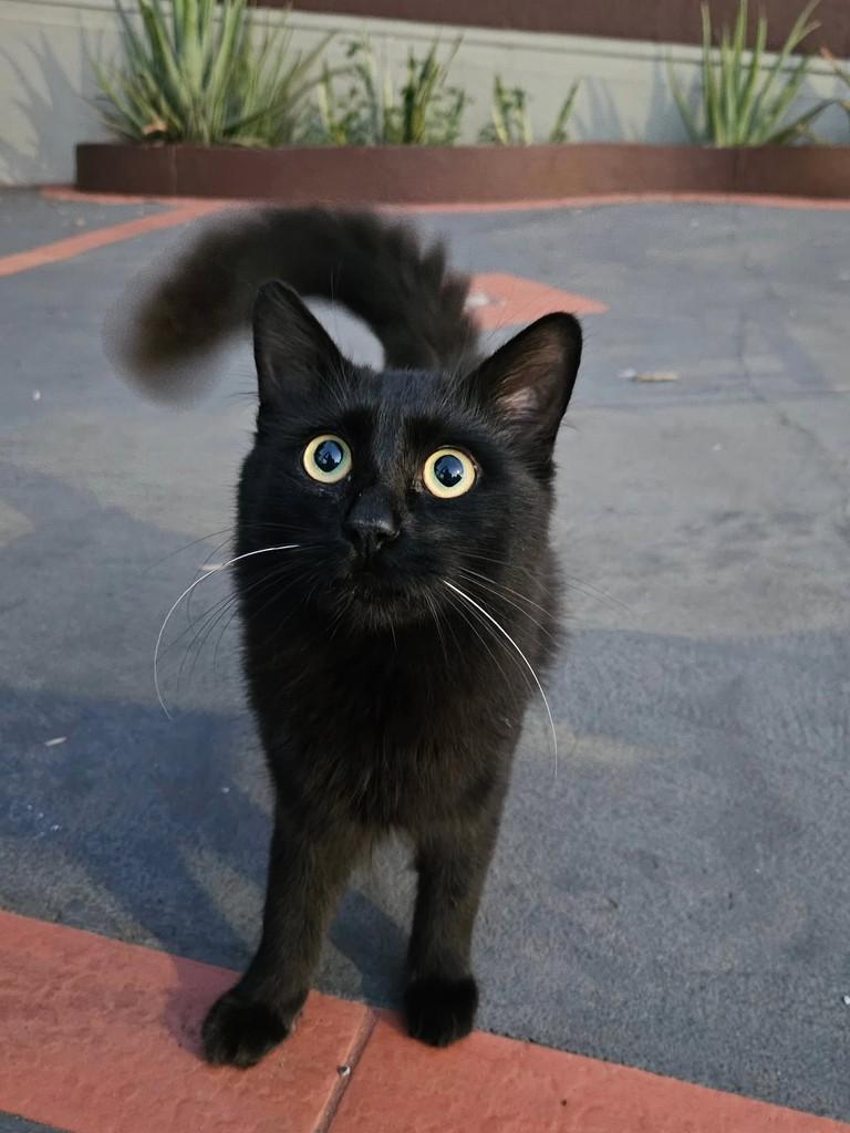 Mushu, gato de porte pequeno para adoção em Ribeirão Preto - SP