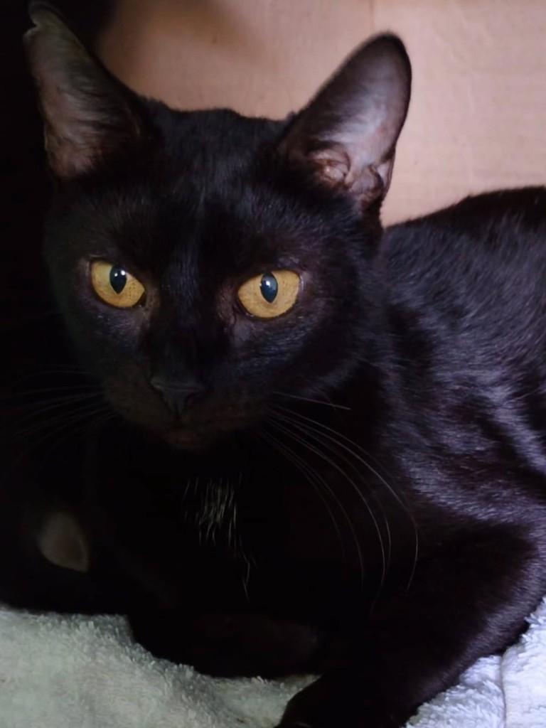 Pretinha, gata de porte pequeno para adoção em Ribeirão Preto - SP