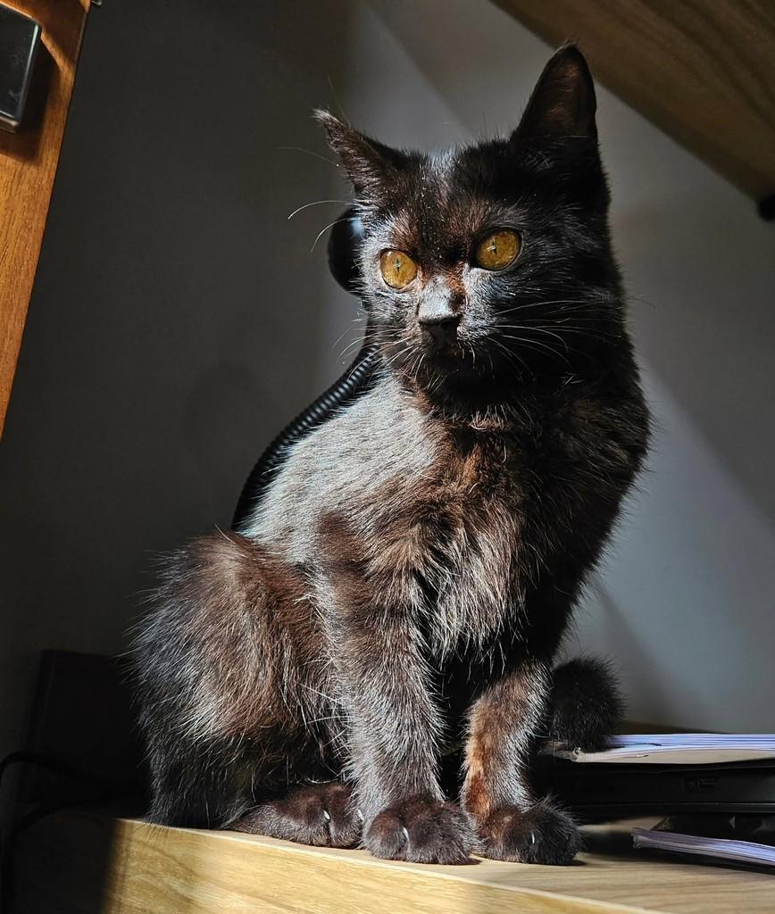 Mavis, gata de porte pequeno para adoção em Ribeirão Preto - SP