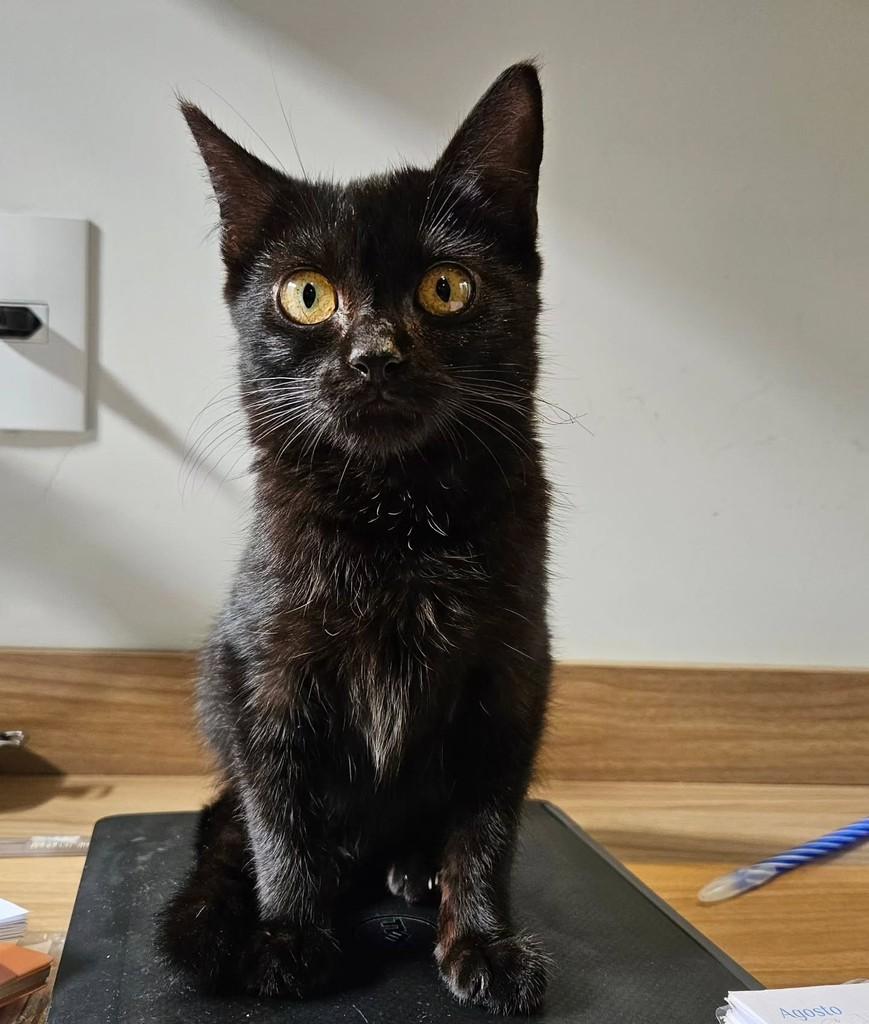 Mavis, gata de porte pequeno para adoção em Ribeirão Preto - SP — foto 2 de 4