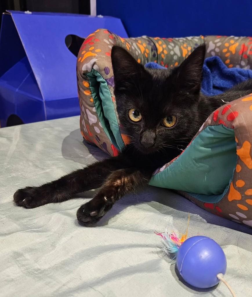 Mavis, gata de porte pequeno para adoção em Ribeirão Preto - SP — foto 3 de 4