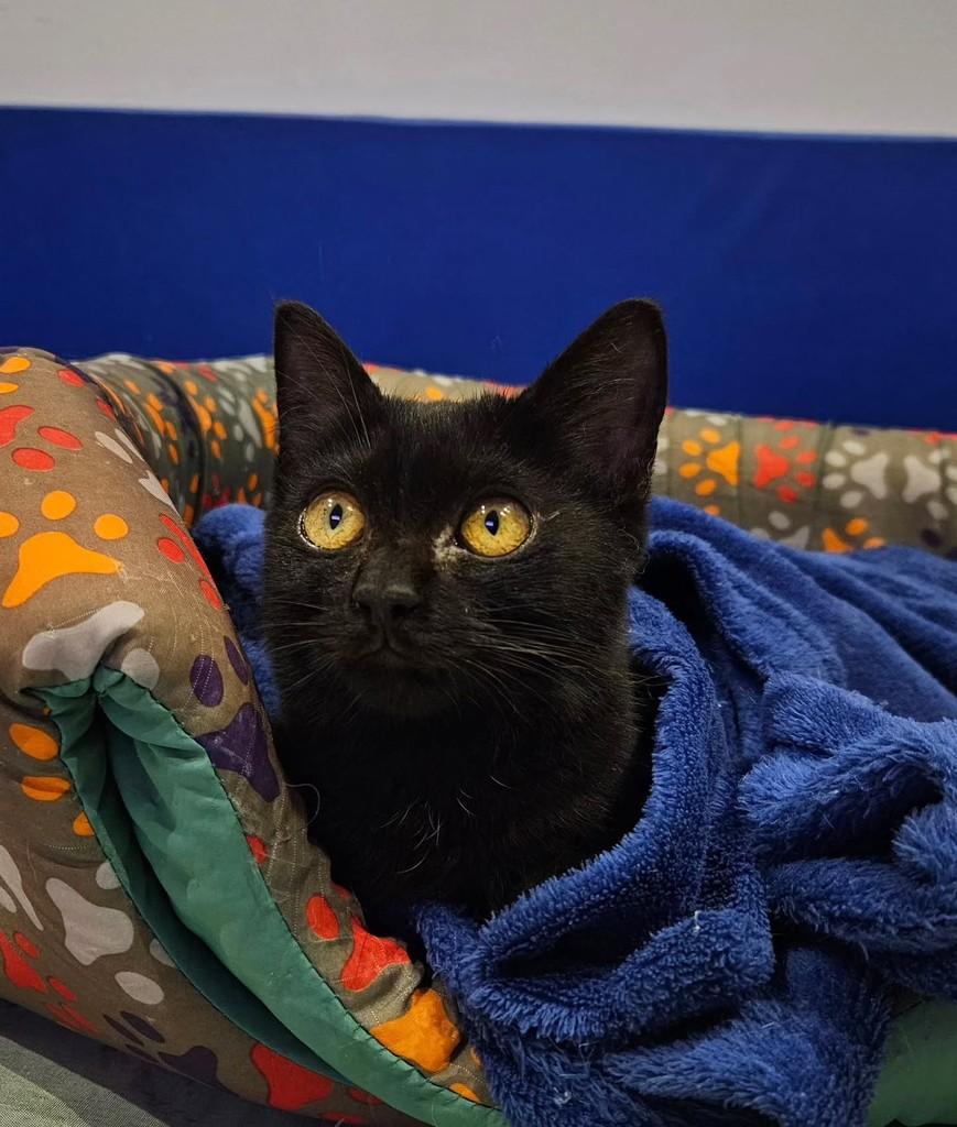 Mavis, gata de porte pequeno para adoção em Ribeirão Preto - SP — foto 4 de 4