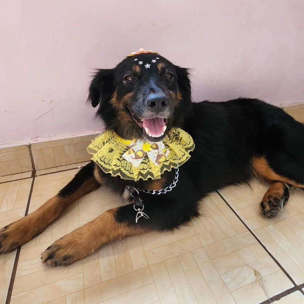 Suzi, cadela de porte médio para adoção em Ribeirão Preto - SP