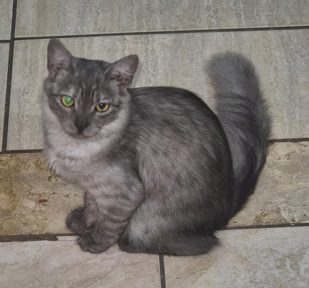 Joaquim, gato de porte pequeno para adoção em Ribeirão Preto - SP