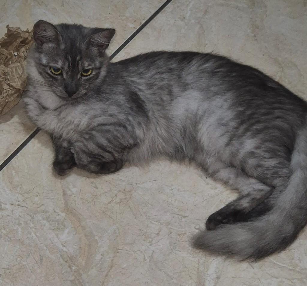 Joaquim, gato de porte pequeno para adoção em Ribeirão Preto - SP — foto 2 de 2