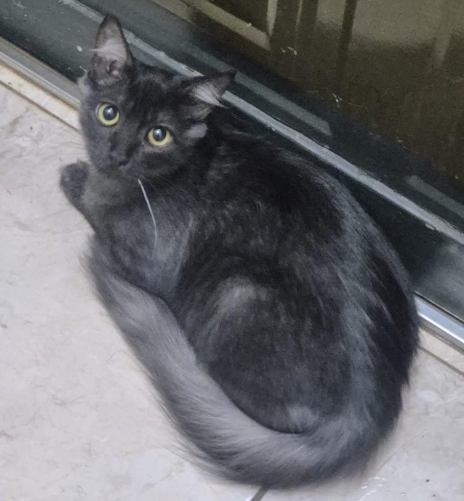Café, gato de porte pequeno para adoção em Ribeirão Preto - SP