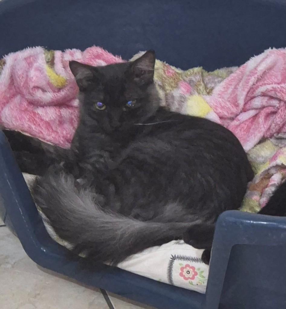 Café, gato de porte pequeno para adoção em Ribeirão Preto - SP — foto 2 de 2