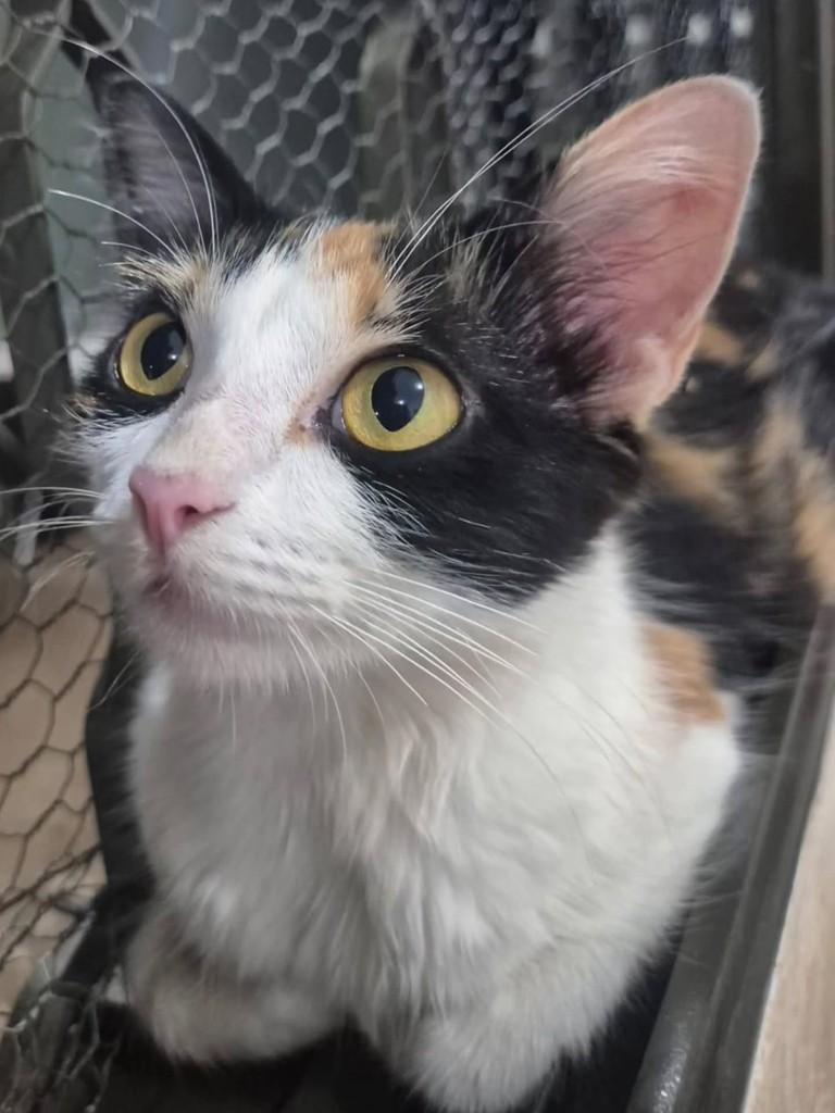 Princesa, gata de porte pequeno para adoção em Ribeirão Preto - SP