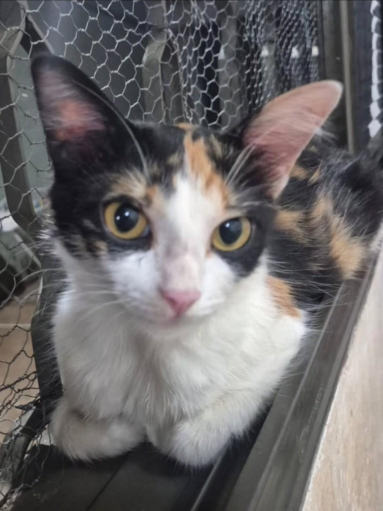 Princesa, gata de porte pequeno para adoção em Ribeirão Preto - SP — foto 2 de 8