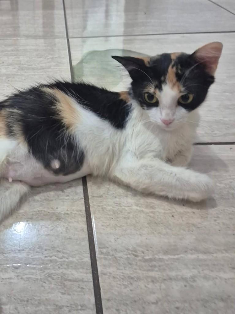 Princesa, gata de porte pequeno para adoção em Ribeirão Preto - SP — foto 3 de 8
