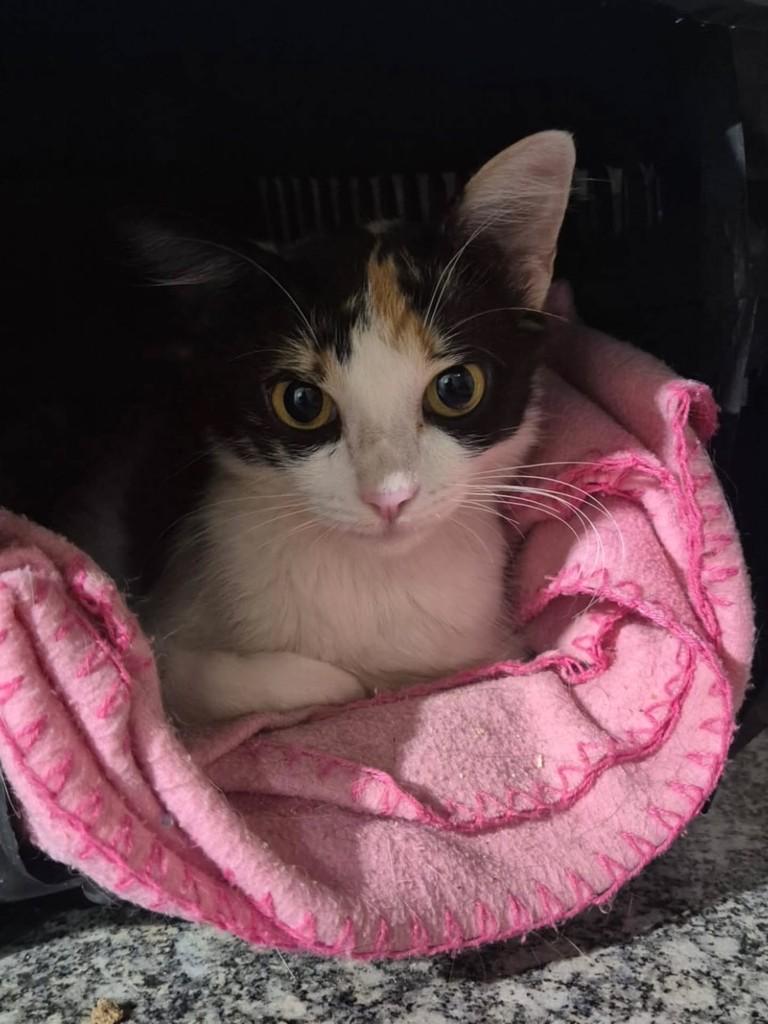 Princesa, gata de porte pequeno para adoção em Ribeirão Preto - SP — foto 4 de 8