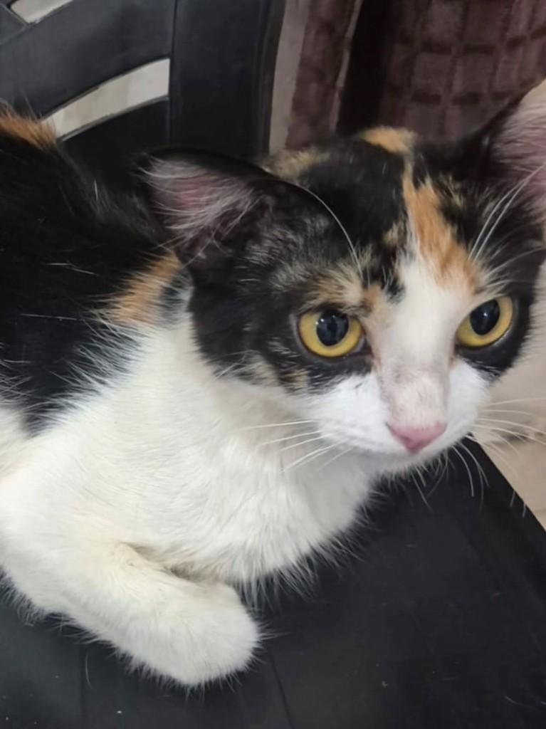 Princesa, gata de porte pequeno para adoção em Ribeirão Preto - SP — foto 5 de 8