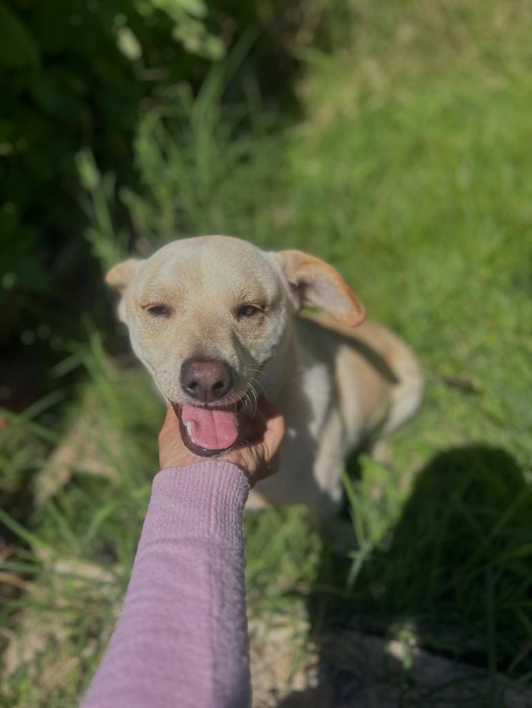 P, cachorro de porte pequeno para adoção em Palmital - SP