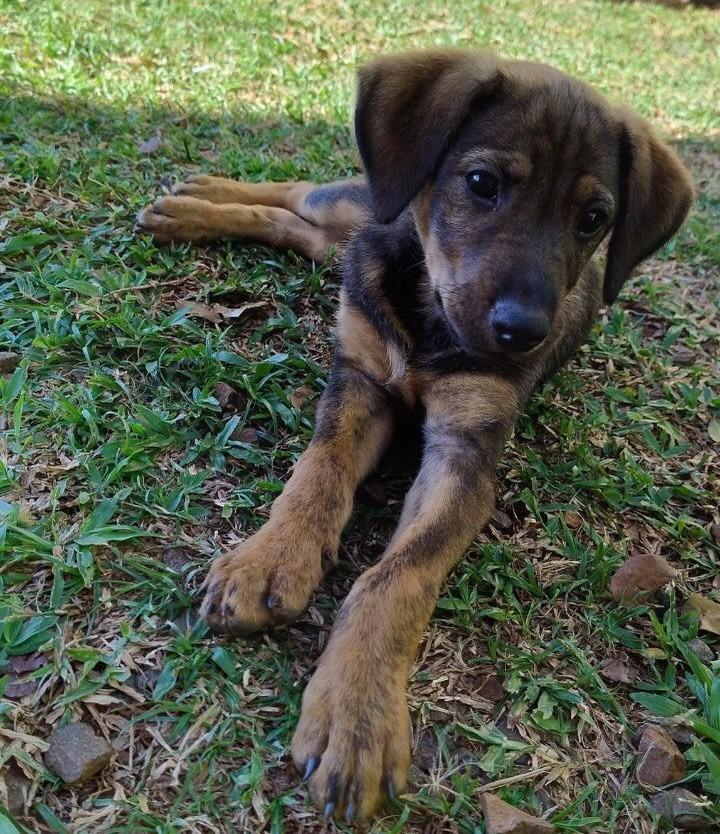 Filhotinha, cachorro de porte pequeno para adoção em Chapecó - SC