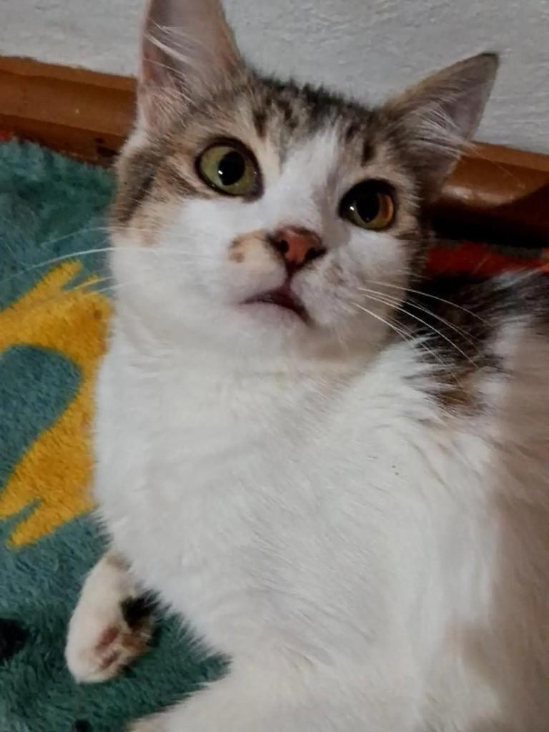 Linda, gata de porte pequeno para adoção em Chapecó - SC