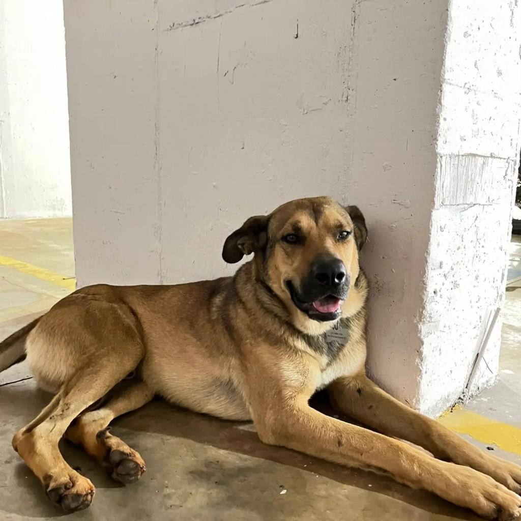 Roberson, cachorro de porte grande para adoção em Chapecó - SC