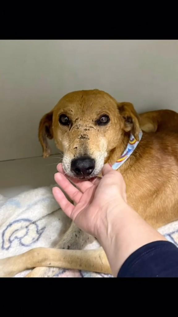 Bob Dylan, cachorro de porte grande para adoção em Chapecó - SC