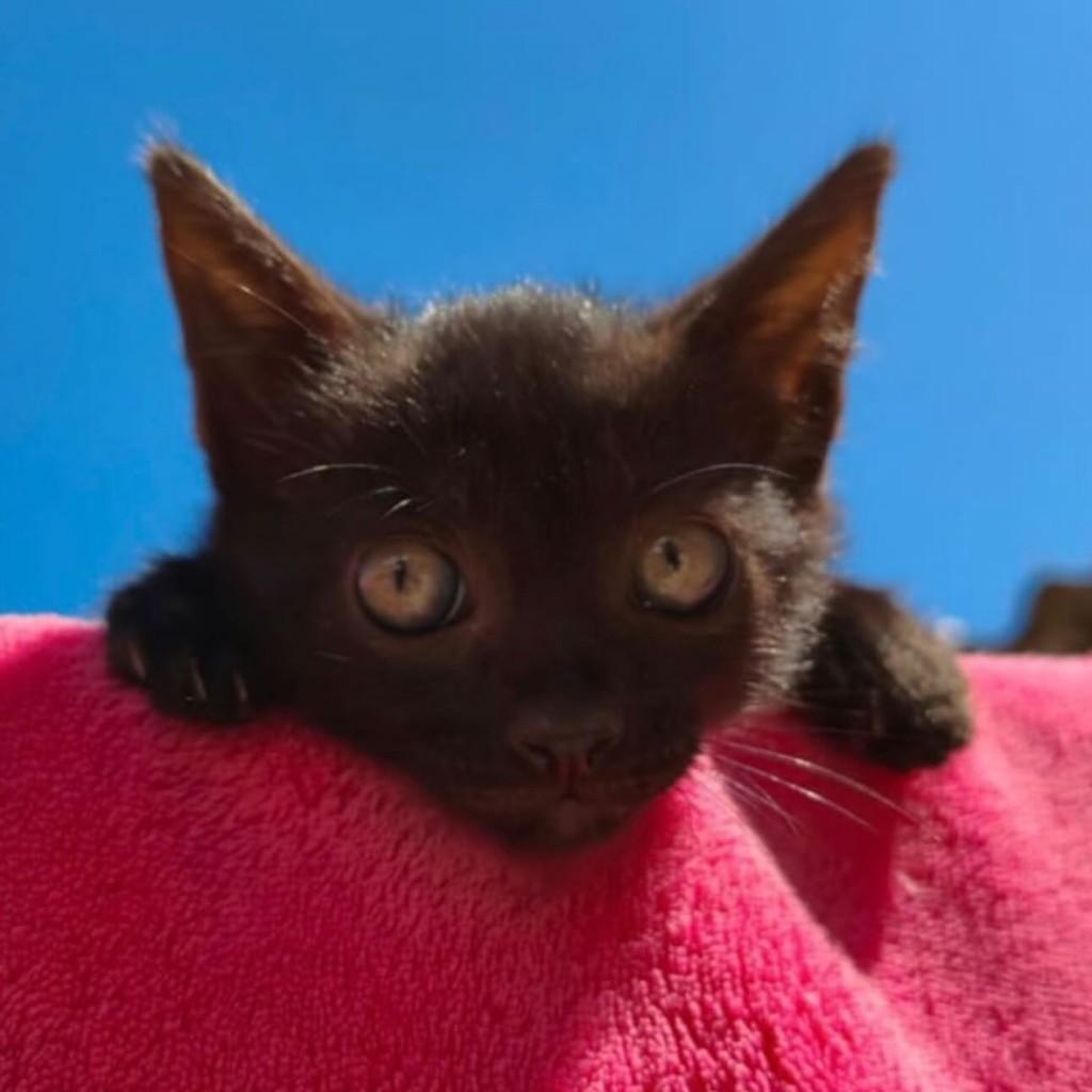 Pretinhos, gata para adoção em Chapecó - SC