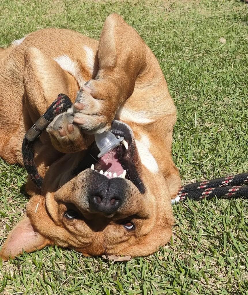 Rocky, cachorro de porte médio para adoção em Chapecó - SC