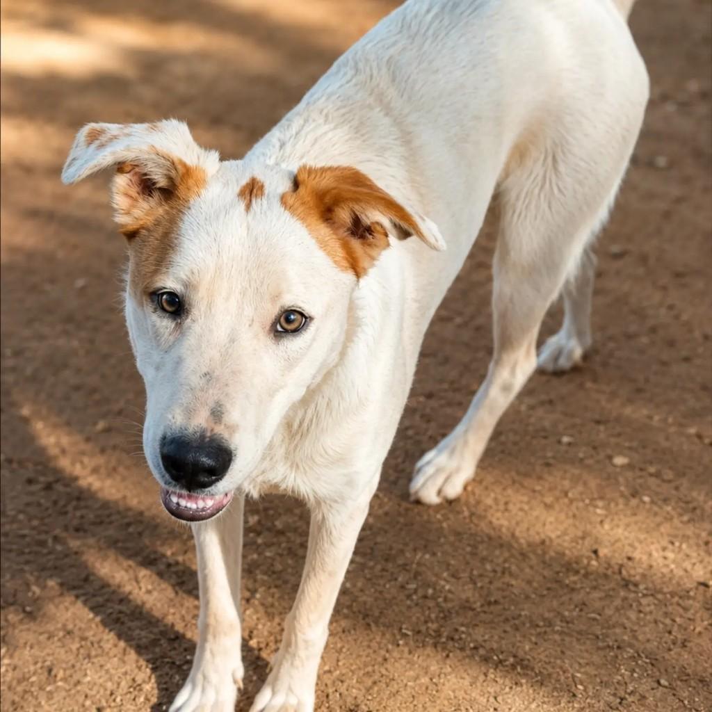 Salame, cachorro de porte grande para adoção em Chapecó - SC