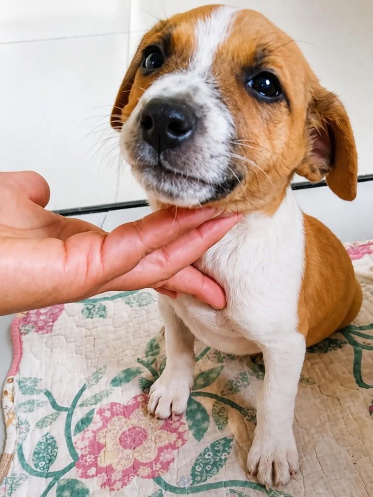 Nenhum, cachorro de porte médio para adoção em Chapecó - SC