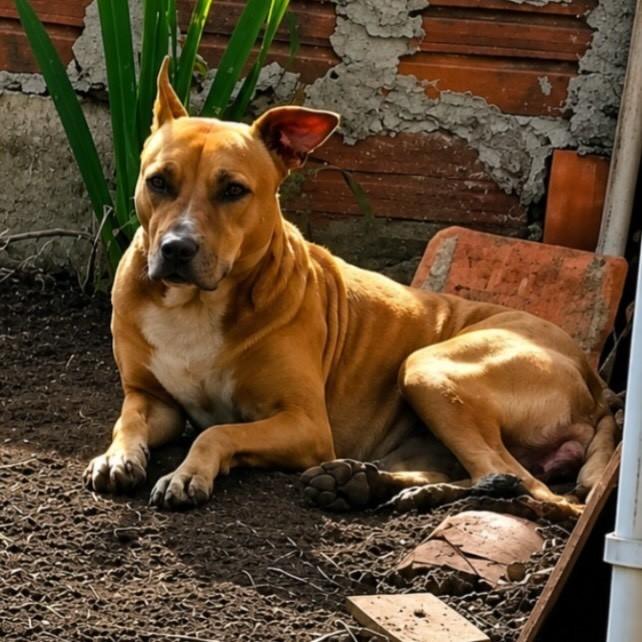 Cachorrinha, cadela de porte médio para adoção em Chapecó - SC