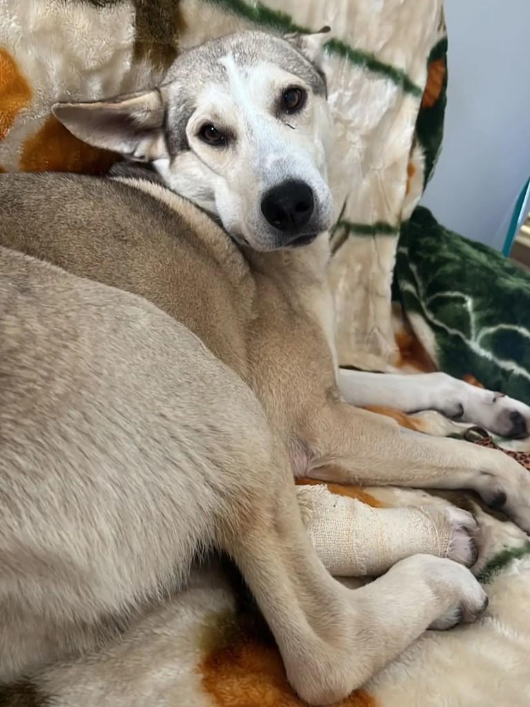 Jack, cachorro de porte grande para adoção em Chapecó - SC