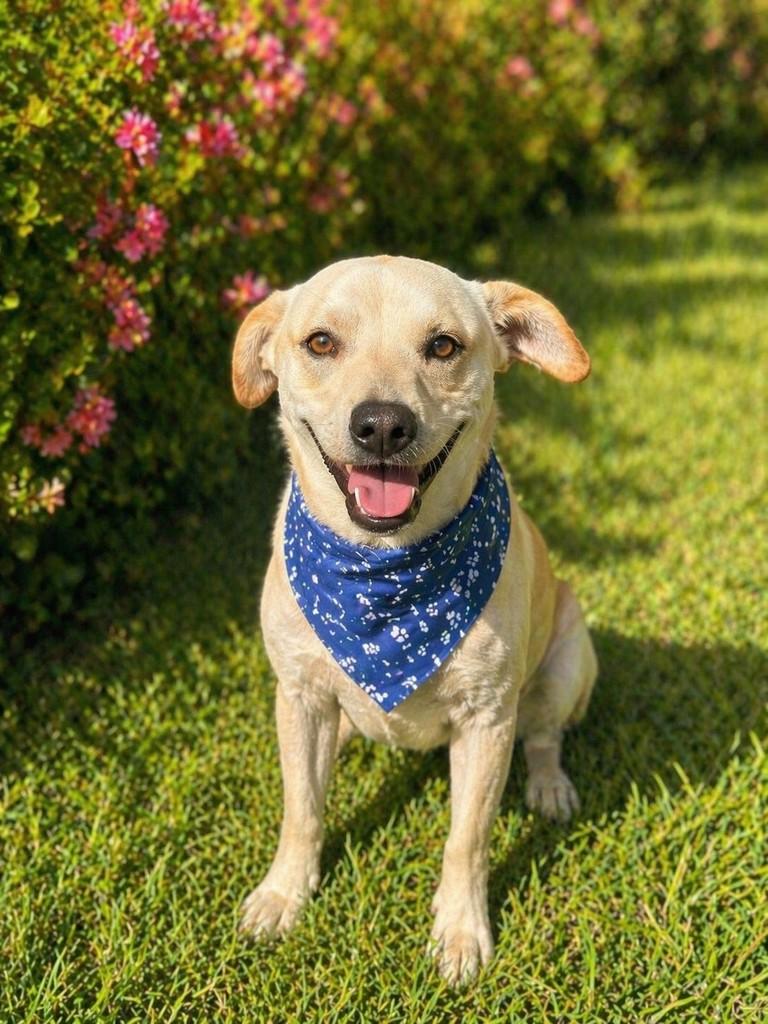 Ele, cachorro de porte pequeno para adoção em Chapecó - SC