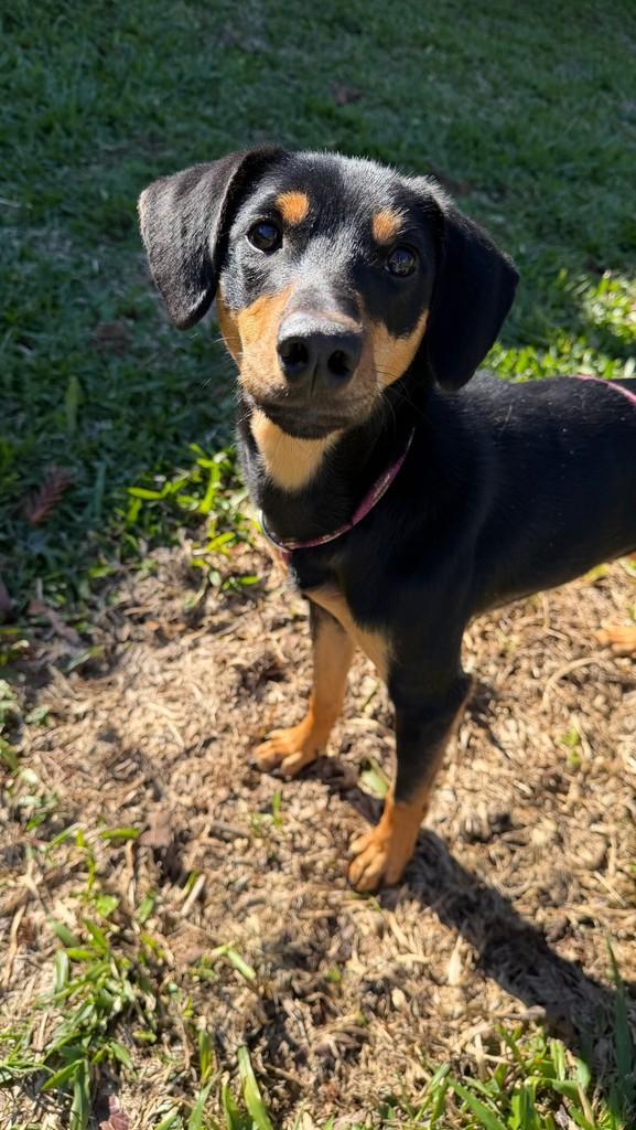 Furacão de Alegria, cachorro de porte pequeno para adoção em Chapecó - SC