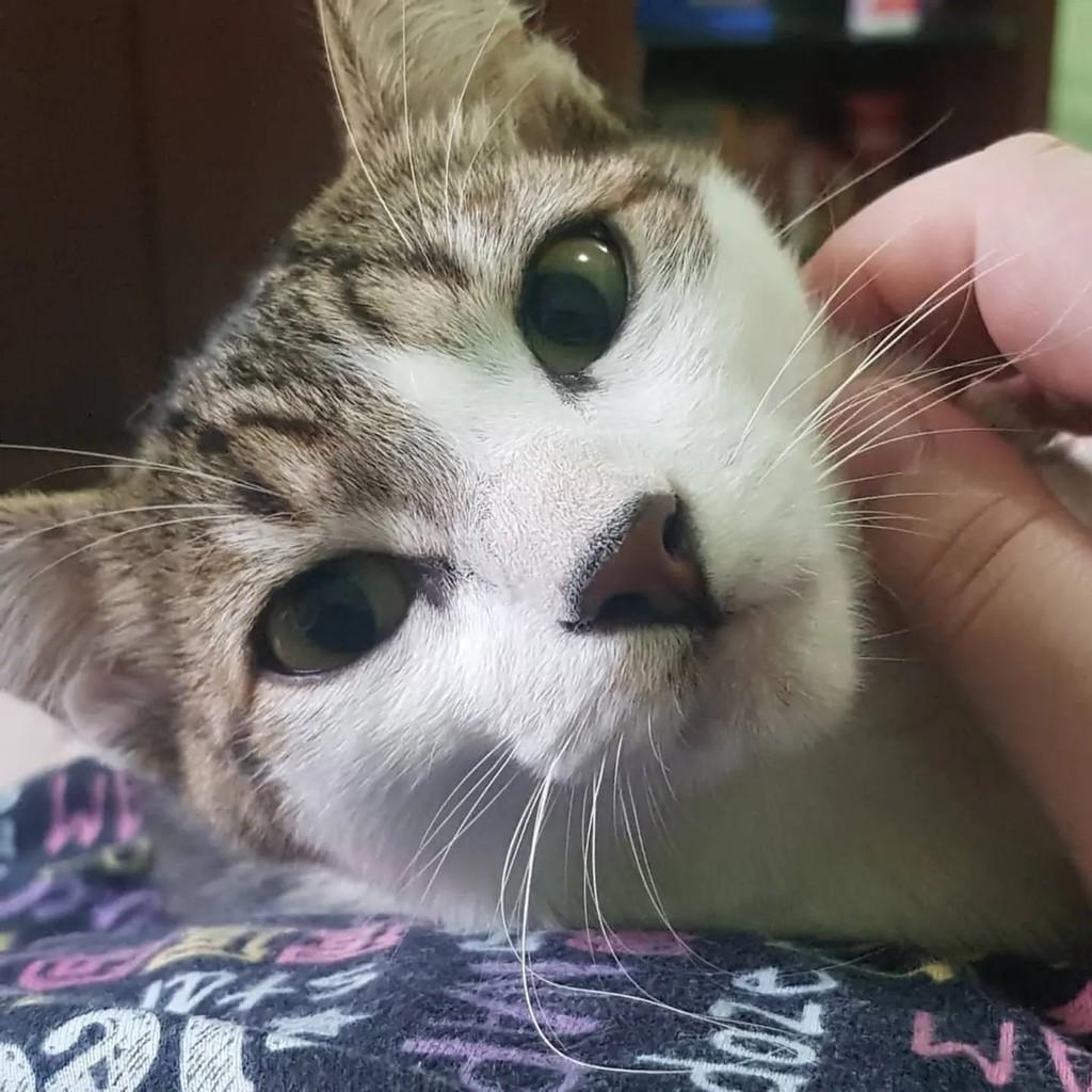 Denis, gato de porte pequeno para adoção em Chapecó - SC