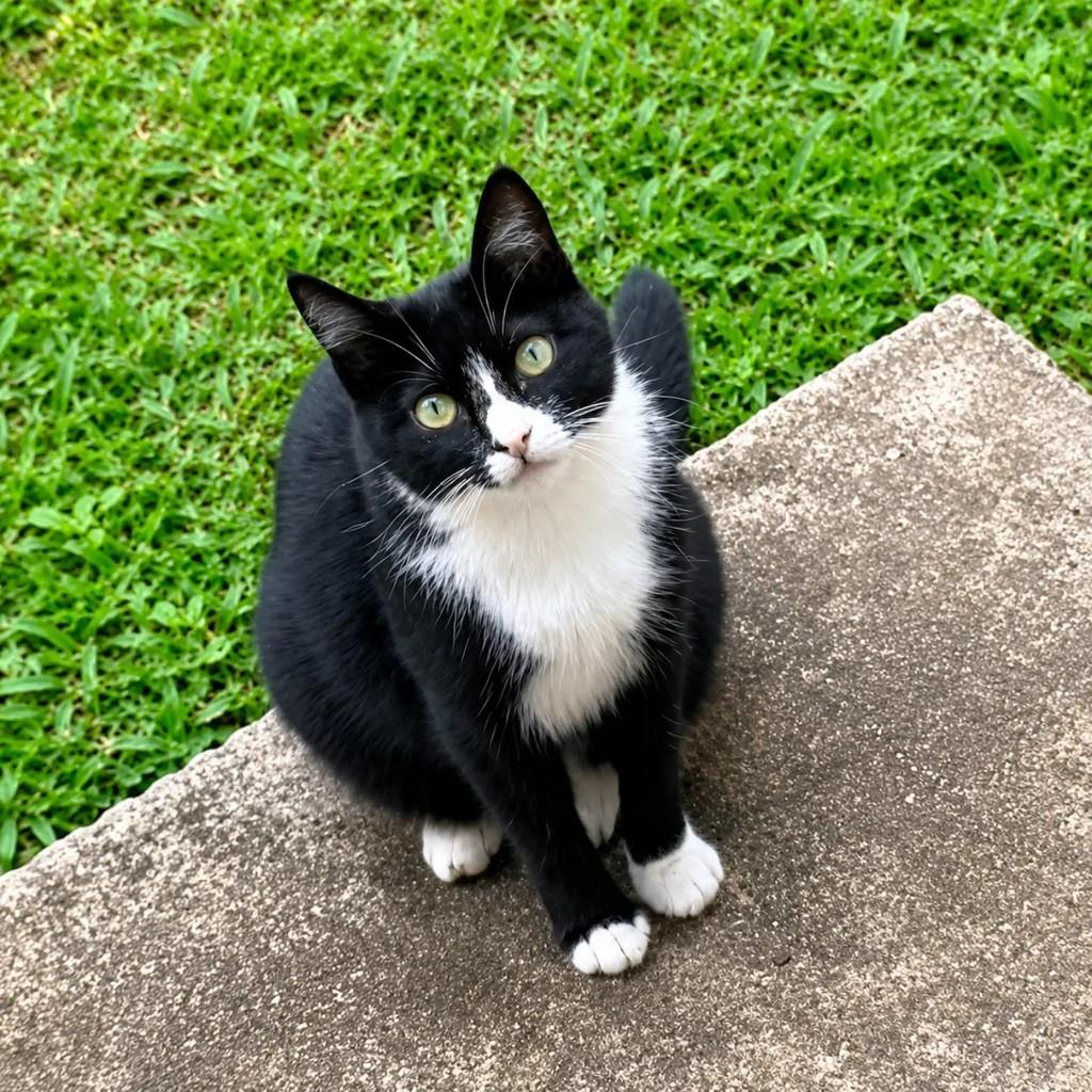 Frojolinha, gato de porte pequeno para adoção em Chapecó - SC