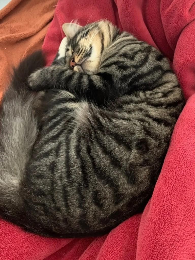Mimi, gato de porte pequeno para adoção em Chapecó - SC