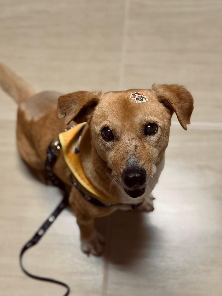 Bob, cachorro de porte médio para adoção em Chapecó - SC