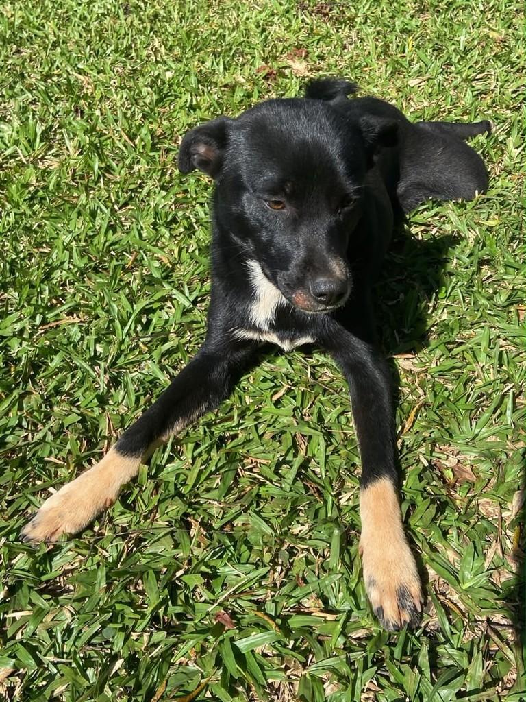 Pretinha, cadela de porte médio para adoção em Chapecó - SC