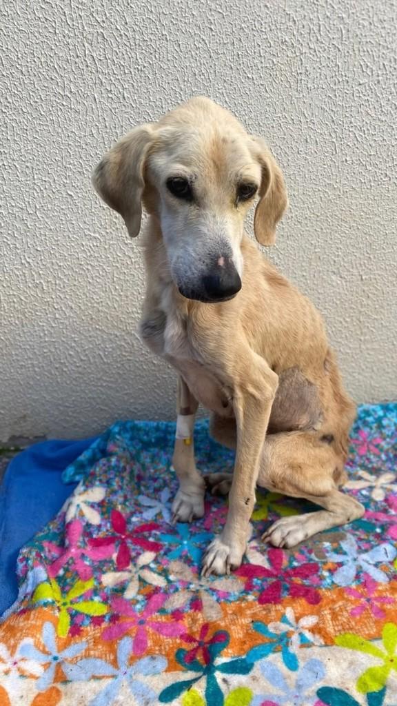Serena, cadela de porte pequeno para adoção em Chapecó - SC