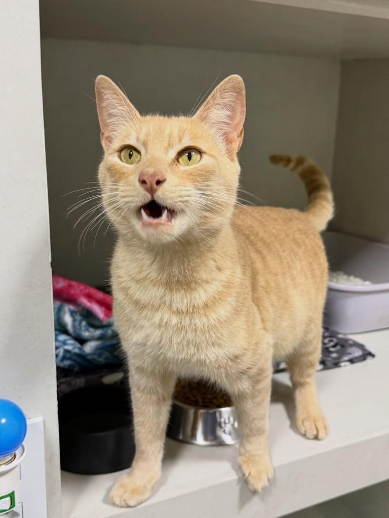 Basáltico, gato de porte pequeno para adoção em Chapecó - SC