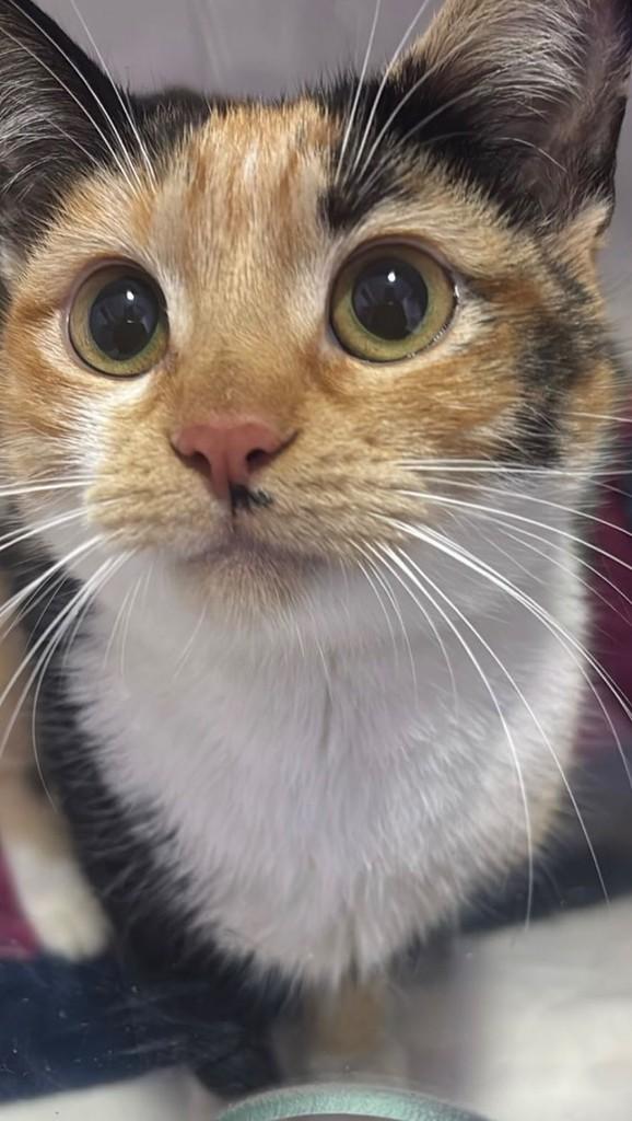 Mima, gata de porte pequeno para adoção em Chapecó - SC